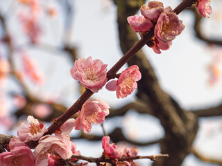 朝の光に透ける。春を告げる清々しい紅梅