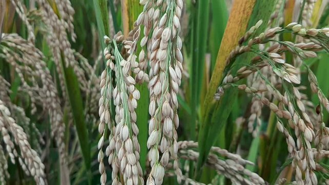 Close-up of Ripe Rice Grains on Panicles in Green Field. Golden rice panicles ready for harvest in a lush paddy field under natural sunlight.