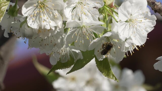 Detailed close-up bee collecting pollen from flower in blossoming apple orchard, slow motion