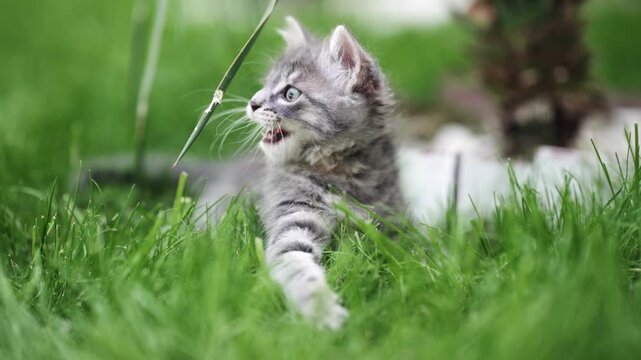 Cute tabby gray kitten playing in a flowery garden with plants, slow motion