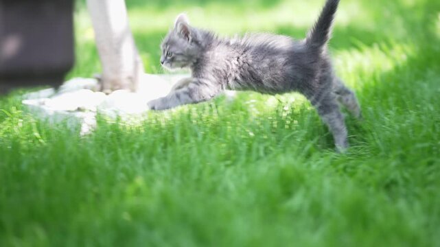 Little tabby cat having fun running on green meadow in sunny summer day, cinematic slow motion shot