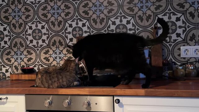 Two domestic cats, one black and one tabby, exploring a modern kitchen counter with patterned tiles. Curious pets in a cozy home interior, lifestyle photography of domestic animals in the kitchen.