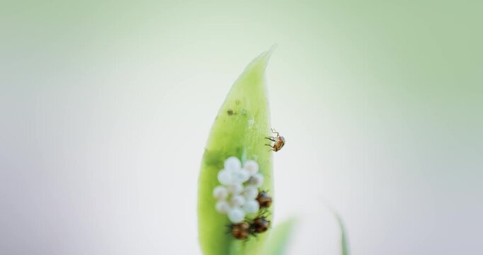 Macrophotography with the nymphs of Brown marmorated stink bug (Halyomorpha halys) hatching from eggs.