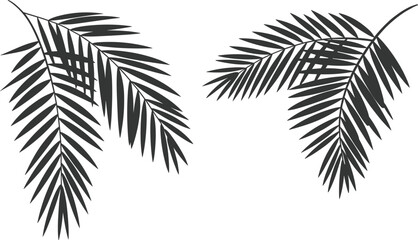 Minimalist tropical palm leaves silhouette illustration isolated on white background, black botanical foliage design, exotic nature clipart for summer branding and modern decor © MSTNASRIN