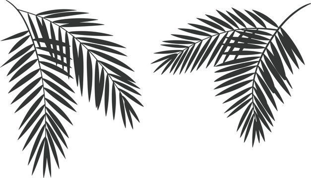 Minimalist tropical palm leaves silhouette illustration isolated on white background, black botanical foliage design, exotic nature clipart for summer branding and modern decor