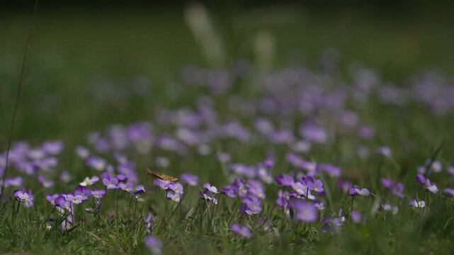 Closeup of Queen butterfly spain fritillary collecting nectar on spring blooming flowers on mountain meadow, cinematic selective focus