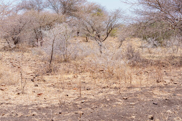 Dry brown African thorny acacia bush scene