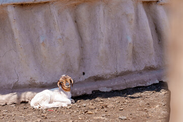 Goat with red head sitting on ground at base of mud building wall