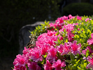 五月の光と生命の謳歌。ツツジに憩うアゲハチョウの決定的瞬間