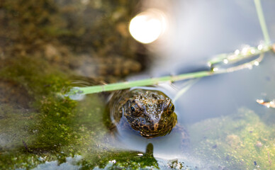 波紋の中に息づく春。水面から顔を覗かせるカエル