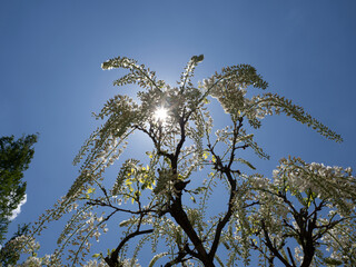 天光を仰ぐ。眩い陽光と白藤が織りなす初夏のシンフォニー
