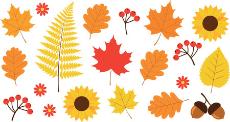 Autumn leaves and fall foliage vector set with maple, oak, sunflower, berries and acorns in colorful seasonal illustration © Rownok