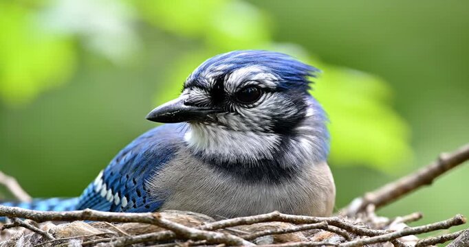 A close-up of a blue jay resting in its nest surrounded by vibrant green foliage