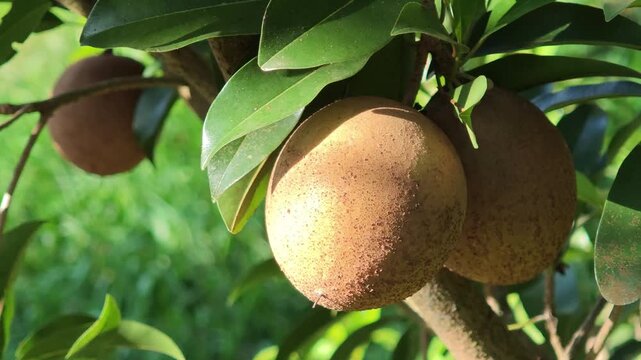 Sapodilla fruit on the sapodilla tree plant , Sapodilla plum in the garden fruit .