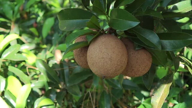 Sapodilla fruit on the sapodilla tree plant , Sapodilla plum in the garden fruit .