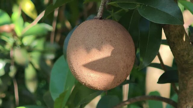 Sapodilla fruit on the sapodilla tree plant , Sapodilla plum in the garden fruit .