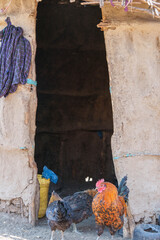Domesticated hens in doorway to Maasai villagers home