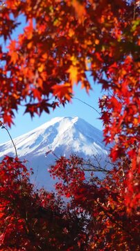 Vibrant momiji leaves framing Mount Fuji under a clear blue sky