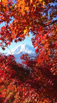 Mount Fuji framed by vibrant autumn maple leaves in Japan