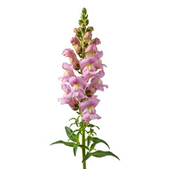 Obraz premium Pink snapdragon flower on transparent background