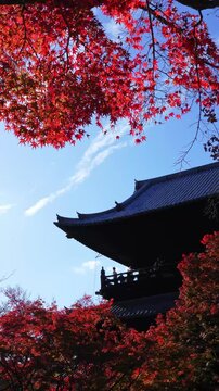 japanese temple roof framed by vibrant red maple leaves in autumn