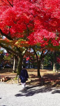 Authentic Kyoto moment with kimono and red maple leaves