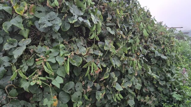Professional RAW eye level wide shot of abundant flat beans (Shim) growing on a bamboo trellis in Bangladesh, 4K UHD 30fps.