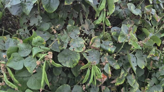 Professional RAW eye level close-up shot of heavy yield flat beans (Shim) on a farm in Bangladesh, 4K UHD 30fps.
