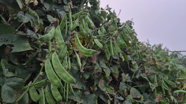 Professional RAW eye level close-up shot of bunches of fresh flat beans (Shim) growing in Bangladesh, 4K UHD 30fps.
