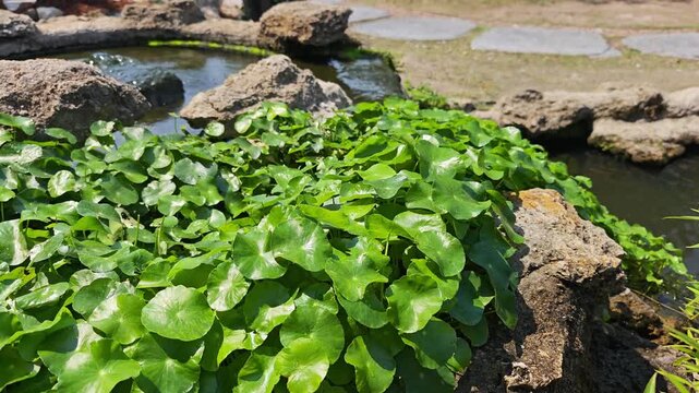 Green gotu kola in the garden