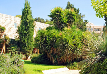 Fototapeta premium Yucca aloifolia in garden of Israel