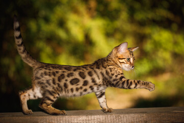 Obraz premium Bengal kitty playful on board