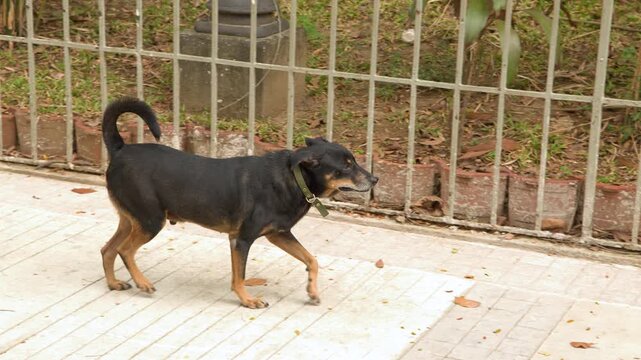 Black and Tan Stray Dog Walking Along an Urban Park Pathway