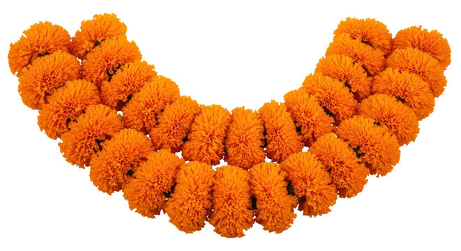 Vibrant Orange Marigold Flower Garland Isolated on White Background
