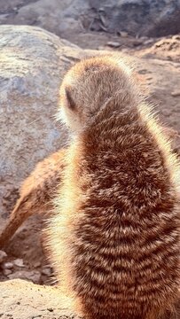 meerkat in zoo