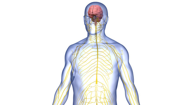 Central Organ of Human Nervous System Brain Anatomy