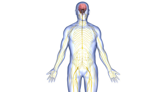 Central Organ of Human Nervous System Brain Anatomy