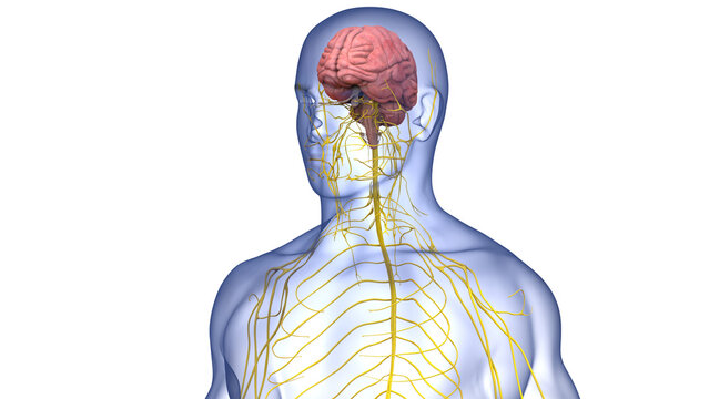Central Organ of Human Nervous System Brain Anatomy