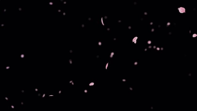Cherry blossom petal particles flying from the screen, alpha applied.