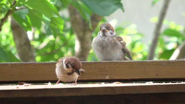 親鳥からエサをもらうスズメの若鳥のスローモーション  雀の子育て  4K