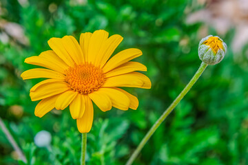 Yellow Marguerite flowers in the garden