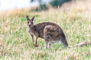 Female Eastern Grey Kangaroo in the paddock