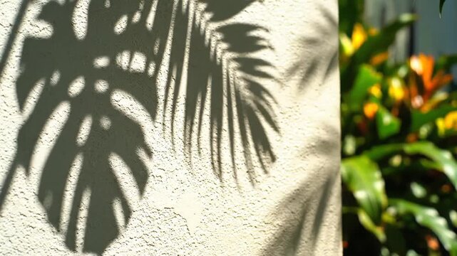 Sunlight casts dramatic shadows of tropical monstera and palm leaves onto a textured stucco wall with a vibrant bromeliad plant blurred in the background.