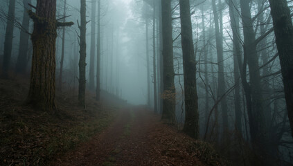 Fototapeta premium Foggy forest path with tall pine trees and moody atmosphere