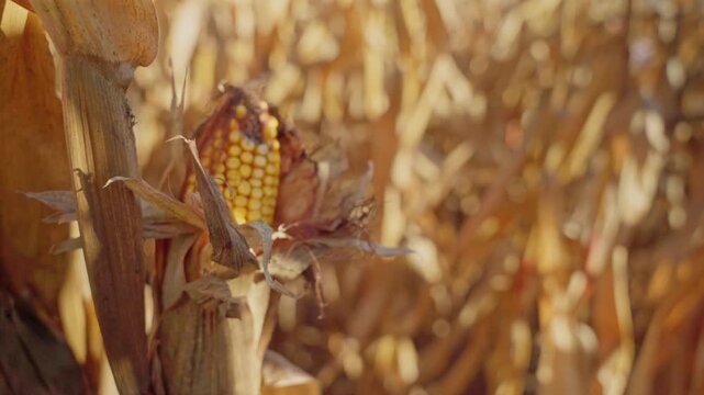 Video of traditional farmland scene with mature, dry corn stalks, golden crops stretching to horizon beneath clear skies.