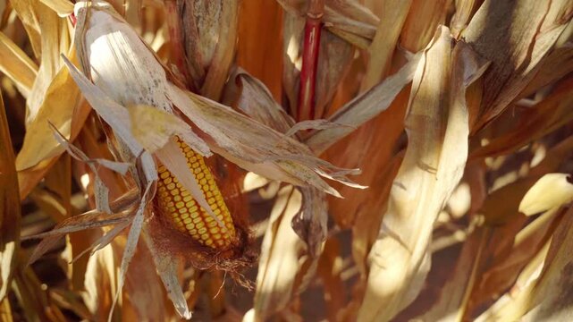 Video of panoramic view of rural farmland with dried corn stalks, warm sunlight illuminating expansive autumn harvest scenery.