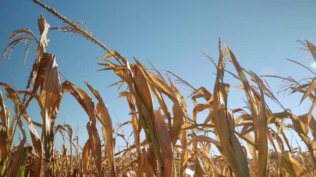 Video of vast agricultural cornfield with mature stalks ready for harvest, framed by crisp blue sky and open countryside.