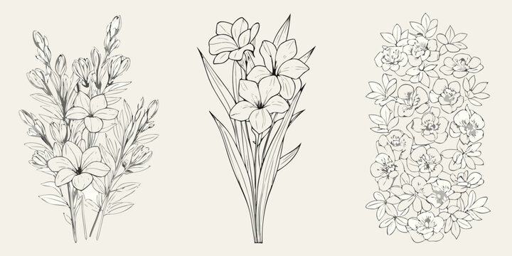 Elegant floral arrangements of freesia and gladiolus in line art style