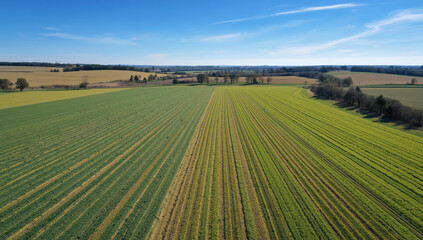 Aerial view green agricultural field with crop rows under blue sky, peaceful rural landscape