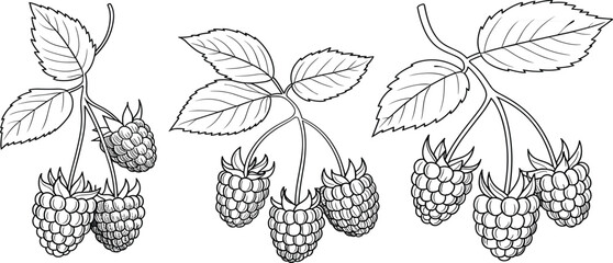 Hand-drawn raspberry branch with leaves and berry fruit vector set for organic food and kitchen design © Majnur
